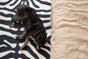 Senior dog sleeping peacefully on zebra print rug at home  