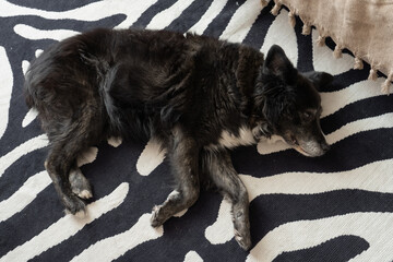 Old dog sleeping peacefully on a zebra print rug indoors  