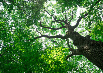 Forest trees. nature green wood sunlight backgrounds