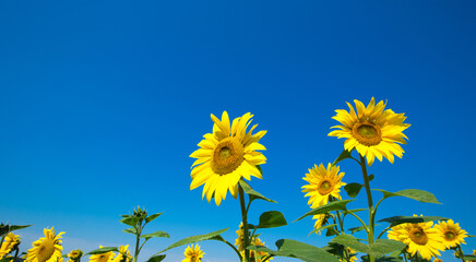 Sunflower field with cloudy blue sky