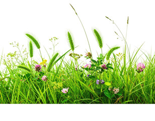 Lush green meadow featuring various wildflowers and grasses against a transparent background