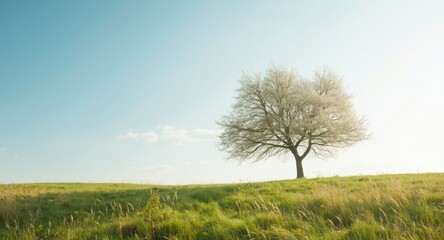 Fototapeta premium Gentle natural backdrop with a bright blue sky and subtle sunlight glow