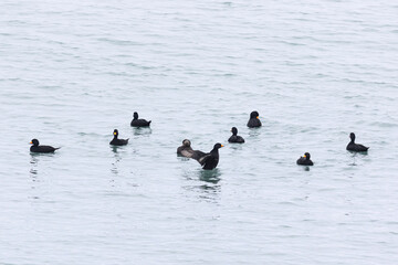 flock Black scoter birdfloats on the waves in the ocean