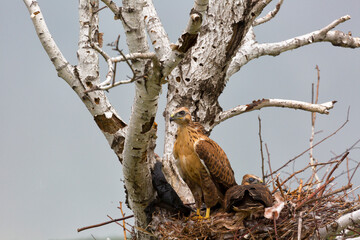 Fototapeta premium Grown-up buzzard chicks in the nest