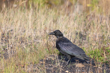 Obraz premium A young black crow sits on the ground. Close-up