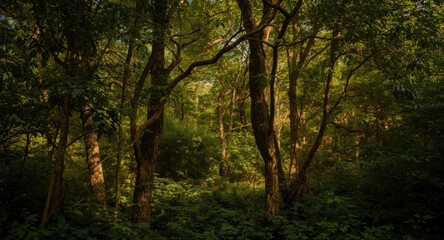 Fototapeta premium Halcyon dense tree-filled view showing rich forest growth and quiet mood
