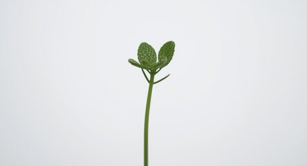 Arabidopsis Thaliana in Molecular Biology and Plant Genetics Research Laboratories