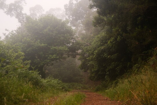 Peaceful Forest Trail Leading Through Foggy Green Trees with Dense Morning Mist