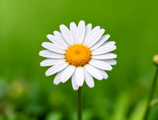 Fototapeta premium White daisy in soft focus garden, green backdrop emphasizing serenity, purity, and hopeful new beginnings