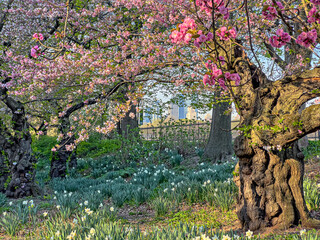 Central Park in spring with cherry Blossoms