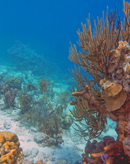 Caribbean coral garden, underwater Bonaire
