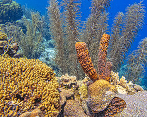 Caribbean coral garden, underwater Bonaire