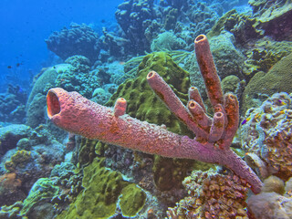 Caribbean coral garden, underwater Bonaire