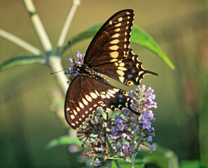 Papilio glaucus, eastern tiger swallowtail,