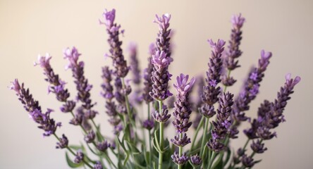 Obraz premium Fragrant Lavender Flowers Enhanced by Various Pink and Purple Shades