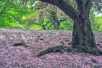 Central Park in spring with cherry Blossoms