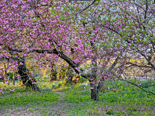 Central Park in spring with cherry Blossoms