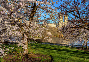 Central Park in spring with cherry blossoms