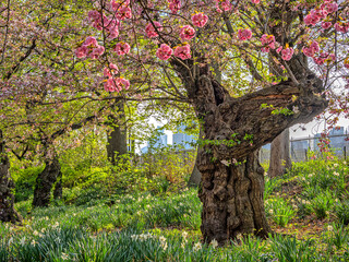 Central Park in spring with cherry Blossoms