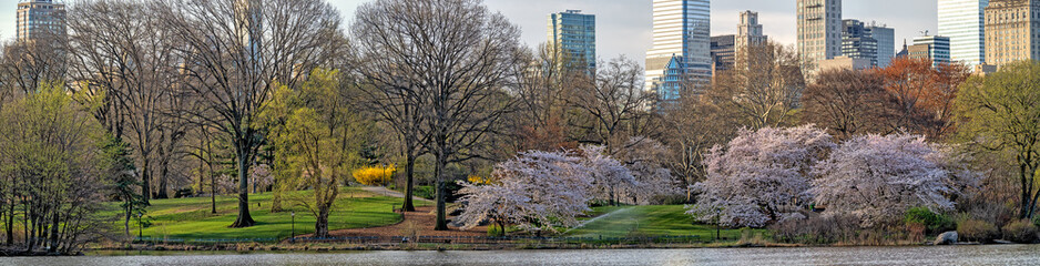 Central Park in spring with cherry blossoms