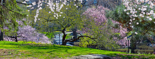 Central Park in spring with cherry Blossoms