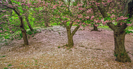 Central Park in spring with cherry Blossoms