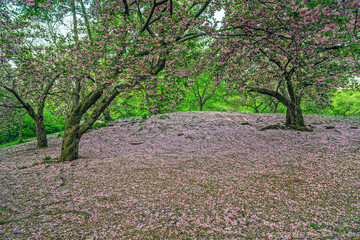Central Park in spring with cherry Blossoms