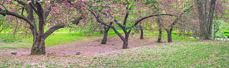 Central Park in spring with cherry Blossoms