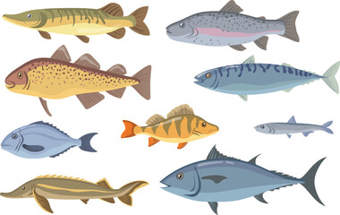 Obraz premium Fish biology illustration showing salmon egg fry and smolt vector