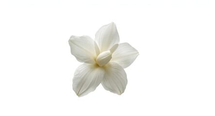 Fototapeta premium Bright white backdrop highlighting Jasminum sambac flower