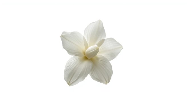 Bright white backdrop highlighting Jasminum sambac flower