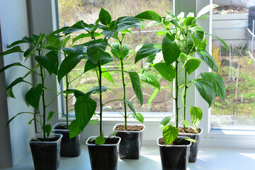 a close up of Young pepper seedlings growing on a sunny windowsill
