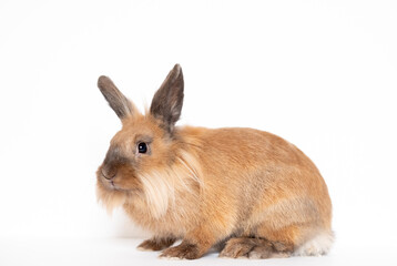 Fototapeta premium Little dwarf rabbit isolated on white