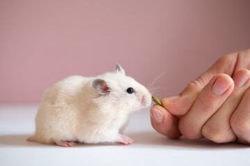 Syrian hamster eats sunflower seeds from hands