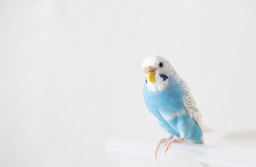 Beautiful blue budgie sitting on white background with copy space
