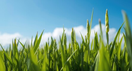 Obraz premium Healthy plant shoots against bright sky symbolizing profit increase and business expansion