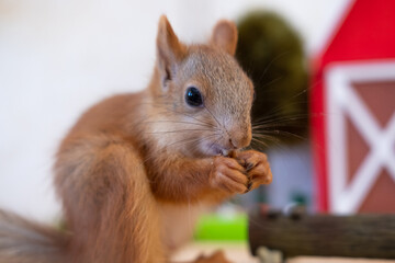 Young squirrel with shells feeding pet squirrel at home © Irina