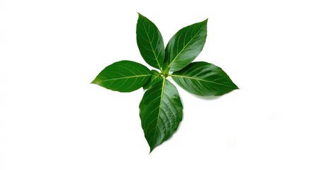 isolated vibrant homalomena leaves with rich dark green foliage on white backdrop for design