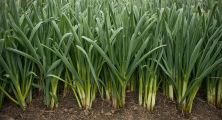 Obraz premium Broad green leeks flourishing organically in garden soil bed
