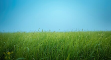 Deep green meadow beneath vibrant blue sky with gradient copy space
