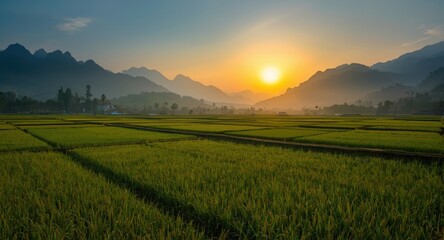 Naklejka premium Late day sun over mountains and rice plots near harvesting stage