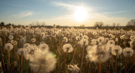 A sunlit field full of fluffy dandelions with a warm evening glow