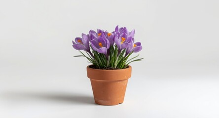 Fototapeta premium Blooming crocuses in a spring flower container on a plain white backdrop