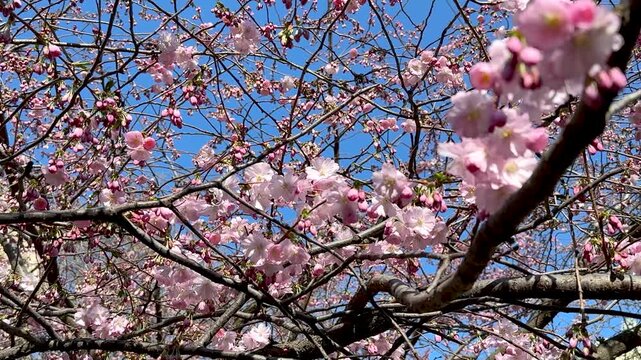 Delicate cherry blossoms sway in the breeze against a vivid blue sky. Fruit tree in bloom on a sunny spring day. Branches covered with delicate pink flowers 4K footage.