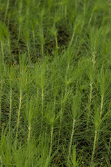 Obraz premium Close up view of pine seedlings growing in a nursery tray preparing for planting .Forest conservation concept