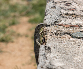 A lizard is on a wall