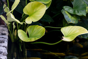 A plant with green leaves is growing in a pond