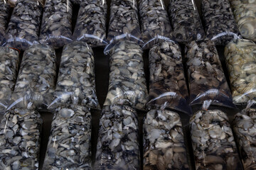 A bag of oysters is shown in a row