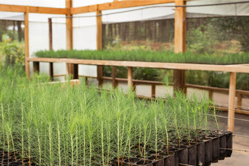 Fototapeta premium Pine seedlings growing in a greenhouse for reforestation, promoting environmental sustainability and forest conservation