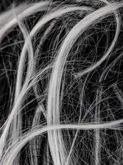A close up of a person's hair with a lot of white and gray strands